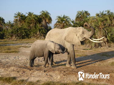 Amboseli national park day tour from Nairobi Amboseli national park day tour from Nairobi