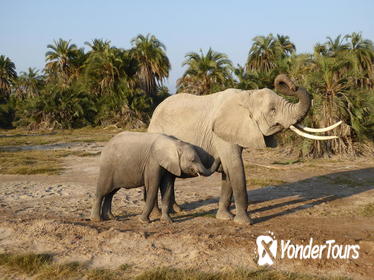 Amboseli national park day tour from Nairobi