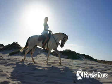 Aruba Horseback Riding Tour For Advanced Riders