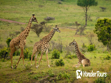 Arusha National Park Guided Day Tour from Arusha