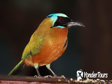 Asa Wright Nature Center Guided Tour from Port of Spain