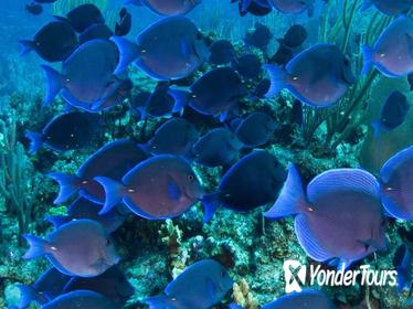 Atlantis Submarine Expedition - Grand Cayman