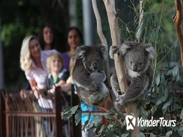 Australian Wildlife Tour at Melbourne Zoo
