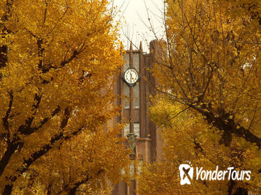 Autumn Leaves: Private Tokyo 4-Hour Walking Tour Autumn Leaves: Private Tokyo 4-Hour Walking Tour