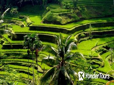 Bali Full-Day Traditional Village Sightseeing Trip with Lunch