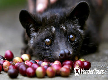 Bali Sightseeing and Luwak Coffee Plantation Tour