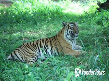 Bannerghatta National Park Private Day Tour with Butterfly Park and Safari from Bangalore