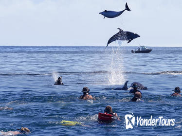 Bay of Islands Dolphin Cruise from Paihia or Russell