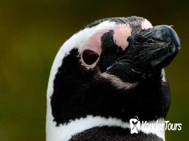 Beagle Channel Boat Navigation with Penguin Colony of Martillo Island