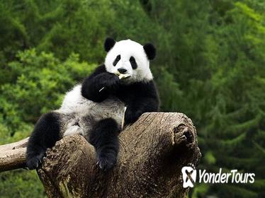 Beijing Zoo Panda House and Summer Palace Private Tour
