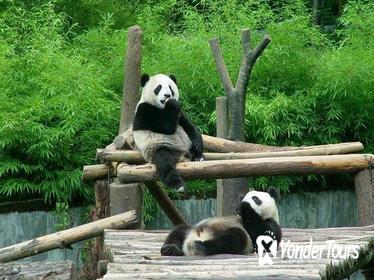 Beijing Zoo, Aquarium, and Museum of Natural History Private Tour