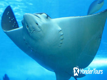Belize Hol Chan Marine Reserve and Shark Ray Alley Snorkel Tour from Ambergris Caye