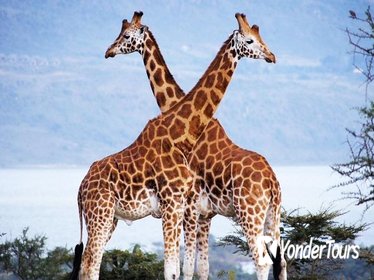 Best Nairobi Day Trip:Nairobi National Park, Elephant Orphanage & Giraffe Center