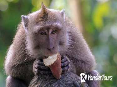 Best of Ubud: Monkey Forest, Temple, Rice Terrace, Waterfall and Coffee Tour