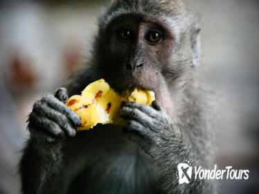 Best of Ubud: Waterfall, Rice Terraces & Monkey Forest Best of Ubud: Waterfall, Rice Terraces & Monkey Forest