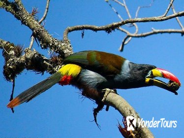 Birdwatching Tour in Cajas National Park from Cuenca