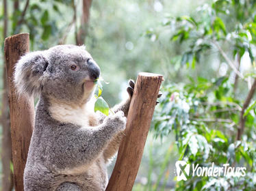 Blue Mountains Premium Luxury Small GroupTouring Experience Blue Mountains Premium Luxury Small GroupTouring Experience