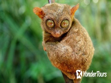 Bohol Day Tour with Round-Trip Transfers from Cebu Bohol Day Tour with Round-Trip Transfers from Cebu
