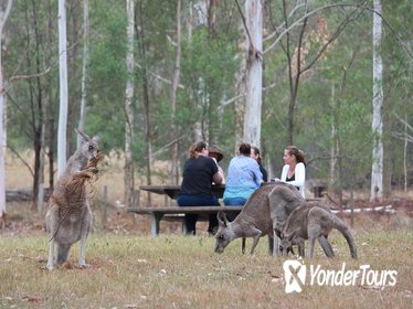 Breakfast with the Kangaroos Blue Mountains Day Tour