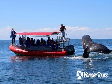 Byron Bay Whale Watching Cruise