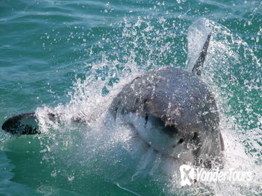 Cage Diving with Great White Sharks from Cape Town