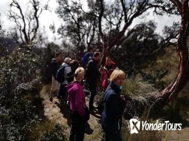 Cajas National Park Day-Trip with lunch