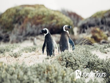 Cape Peninsula And penguin Colony Full Day Tours