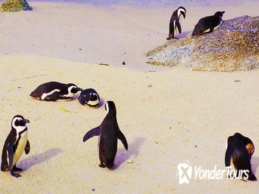 Cape Point Day Tour including Boulders Penguin Colony from Cape Town