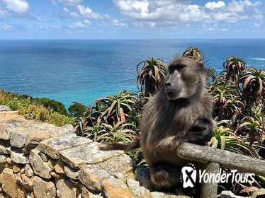 Cape Point, Penguins and Wine Tasting Guided Day Tour from Cape Town