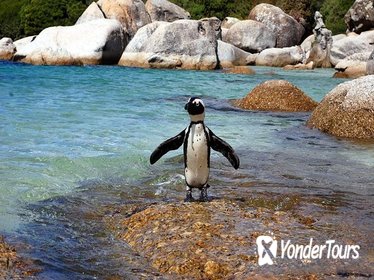 Cape Town: Cape Peninsula Tour Full Day Cape Town: Cape Peninsula Tour Full Day