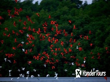 Caroni Swamp Bird Sanctuary Tour