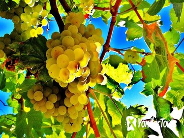 Cava Experience Penedès Cava Experience Penedès