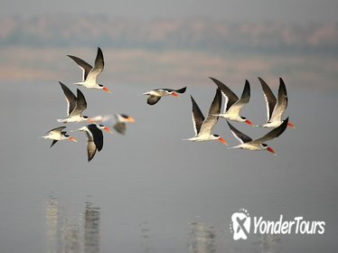 Chambal River Safari from Agra