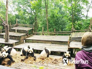Chengdu Highlights Small-Group Day Tour of the Panda Research Base and the Leshan Giant Buddha