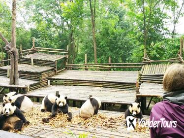 Chengdu Highlights Small-Group Day Tour of the Panda Research Base and the Leshan Giant Buddha Chengdu Highlights Small-Group Day Tour of the Panda Research Base and the Leshan Giant Buddha