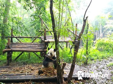 Chengdu Impressions Day Tour including the Sichuan Cuisine Museum and Giant Pandas
