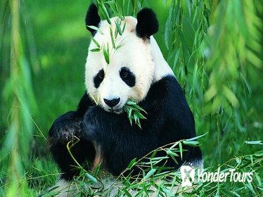 Chengdu Private Day Tour: Pandas, Kuanzhai Ancient Street, and Jinli Ancient Street