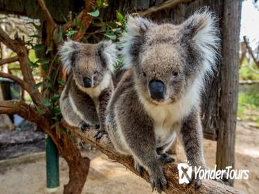 Cleland Wildlife Park Tour from Adelaide Including Mount Lofty Summit