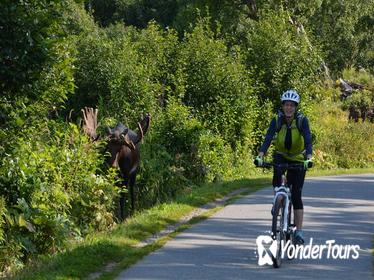 Coastal Fat-Tire Biking Tour in Anchorage