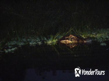 Crocodile Night Watching Tour at Punta Izopo from Tela