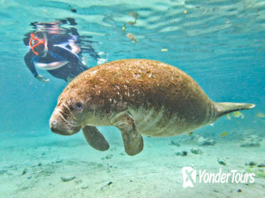 Crystal River Manatee Snorkeling and Everglades Airboat Tour