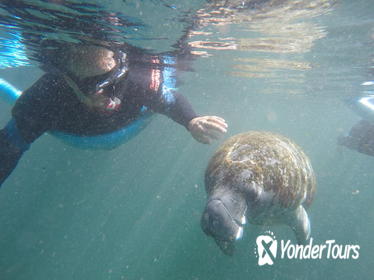 Crystal River Manatee Snorkeling Tour