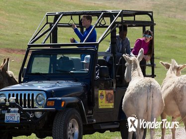 Custer State Park Safari Jeep Small-Group Tour