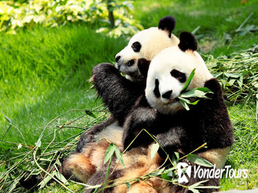 Day Tour: Chengdu Panda Breeding Base and Leshan Giant Buddha