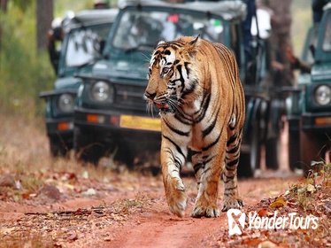 Day Trip Pickup Jaipur & Experience Ranthambore NP Afternoon safari & Drop Agra