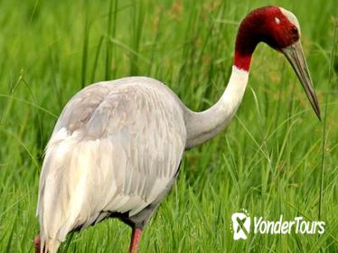 Day Trip to Keoladeo National Park from Jaipur With Transfer to Agra