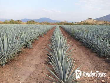 Day Trip to Tequila with Visit to your favorite Distillery