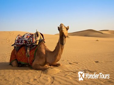 Desert Safari: Wahiba Sands and Wadi Bani Khalid from Muscat