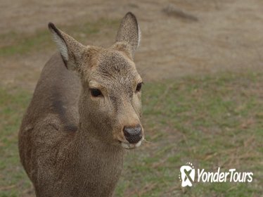 Discover Traditional Nara Walking Tour (Full day)