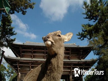 Discover Traditional Nara Walking Tour (Half day) Discover Traditional Nara Walking Tour (Half day)